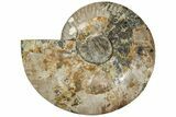 Cut & Polished Ammonite Fossil (Half) - Madagascar #233786-1